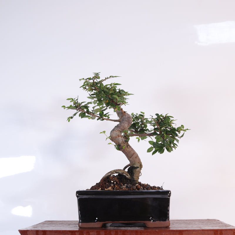 Chinese Elm (Ulmus Parvifolia) Bonsai Tree | Shaped | In 16cm Pot | Great Gift
