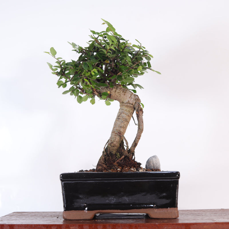 Chinese Elm (Ulmus Parvifolia) Bonsai Tree | Broom | In 16cm Pot | Great Gift