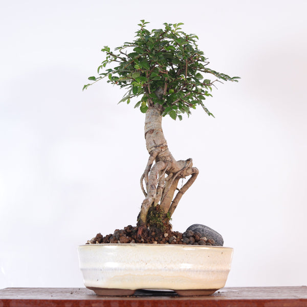Chinese Elm (Ulmus Parvifolia) Bonsai Tree | Broom | In 16cm Pot | Great Gift