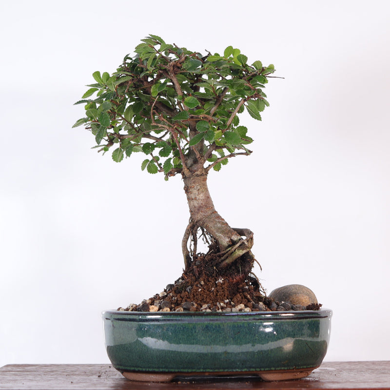 Chinese Elm (Ulmus Parvifolia) Bonsai Tree | Broom | In 16cm Pot | Great Gift