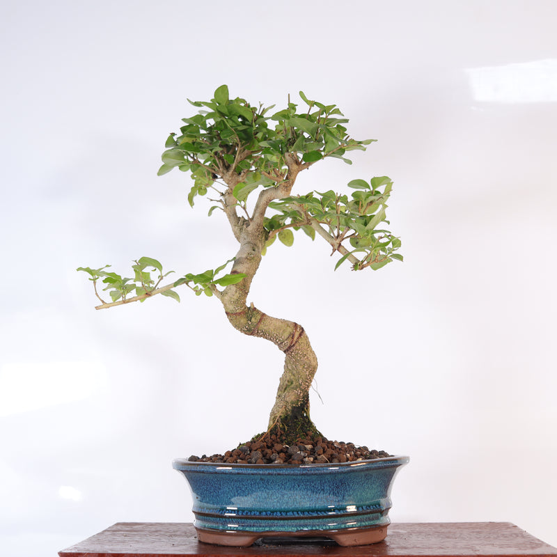 Chinese Privet (Ligustrum Sinense) Bonsai Tree | Shaped | In 18cm Pot | Superb Gift