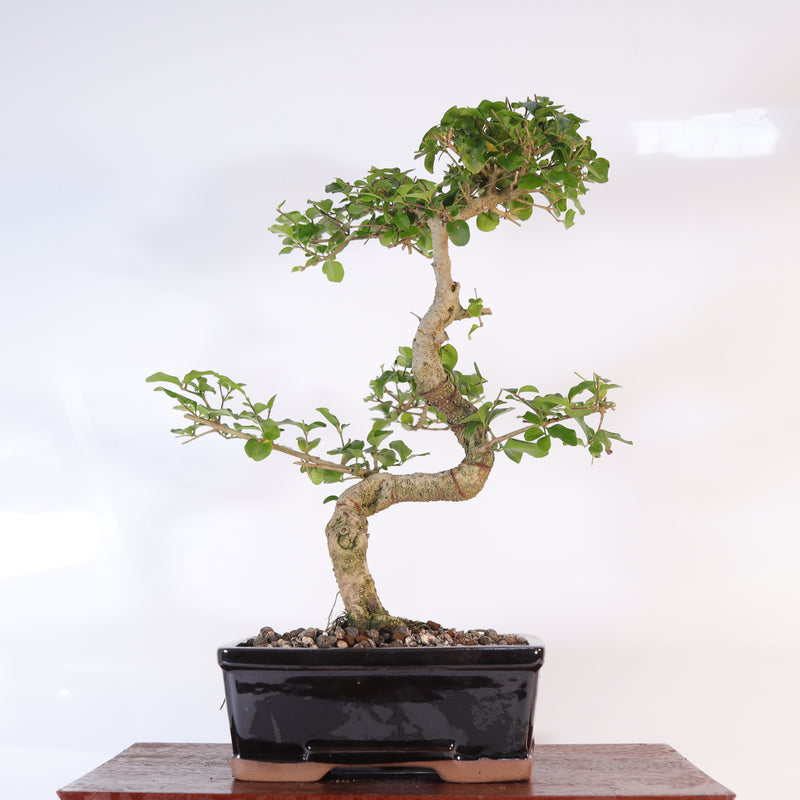 Chinese Privet (Ligustrum Sinense) Bonsai Tree | Shaped | In 18cm Pot | Superb Gift