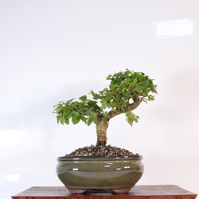 Chinese Privet (Ligustrum Sinense) Bonsai Tree | Shaped | In 18cm Pot | Superb Gift