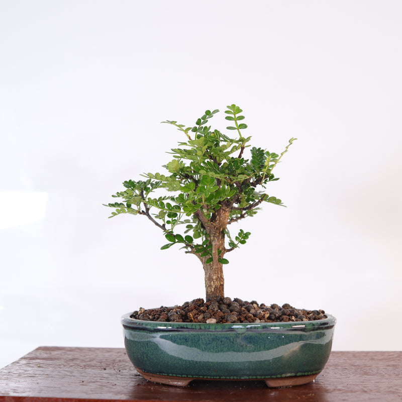 Chinese Pepper (Zanthoxylum Pipertum) Bonsai Tree | Broom | In 16cm Pot | Excellent Gift