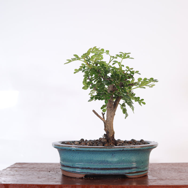 Chinese Pepper (Zanthoxylum Pipertum) Bonsai Tree | Broom | In 16cm Pot | Excellent Gift