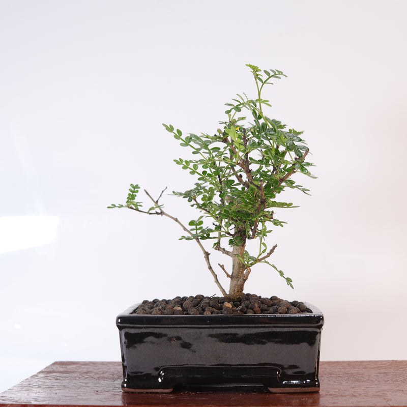 Chinese Pepper (Zanthoxylum Pipertum) Bonsai Tree | Broom | In 16cm Pot | Excellent Gift