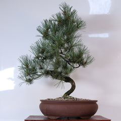 Japanese White Pine Bonsai Tree (Pinus Parviflora) | Shaped | In 25cm Pot