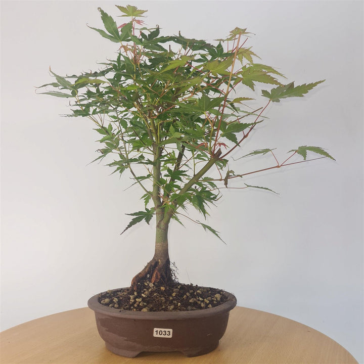 Katsura Maple (Acer Palmatum) Bonsai Tree | Informal Style | Height 40cm | In 18cm Pot - Yorkshire Bonsai