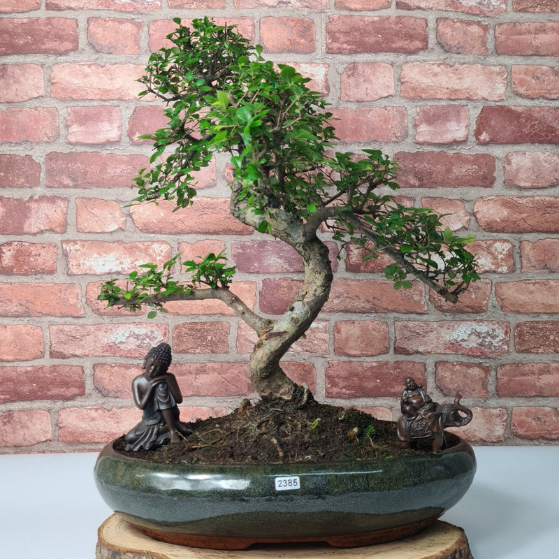 Large Chinese Elm (Ulmus Parvifolia) Bonsai Tree | Shaped | In 35cm Pot - Yorkshire Bonsai