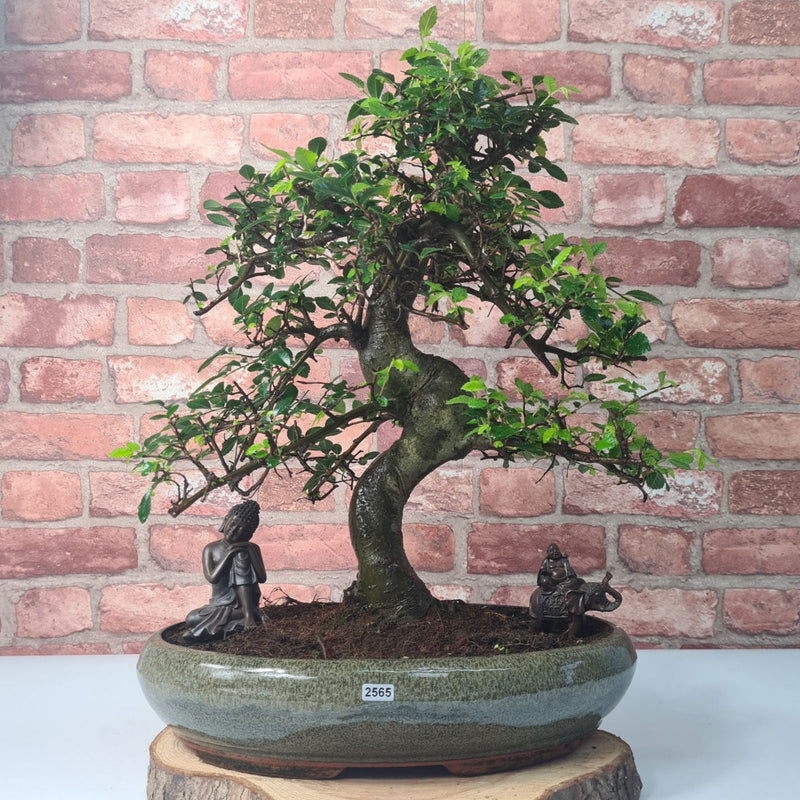 Large Chinese Elm (Ulmus Parvifolia) Bonsai Tree | Shaped | In 40cm Pot