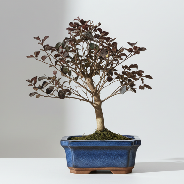 Loropetalum (Chinese Fringe Flower) Bonsai Tree | Broom | In 20cm Pot