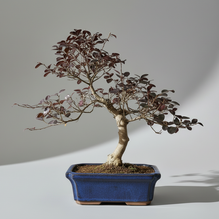 Loropetalum (Chinese Fringe Flower) Bonsai Tree | Shaped | In 25cm Pot