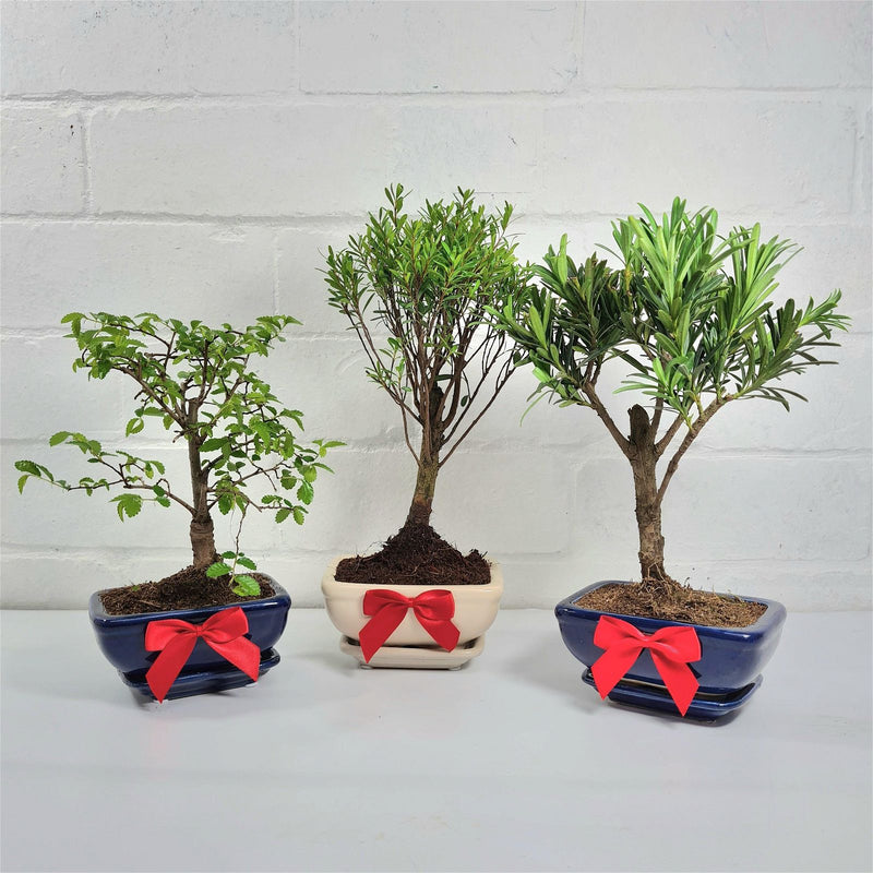 Red Gift Bow - Yorkshire Bonsai