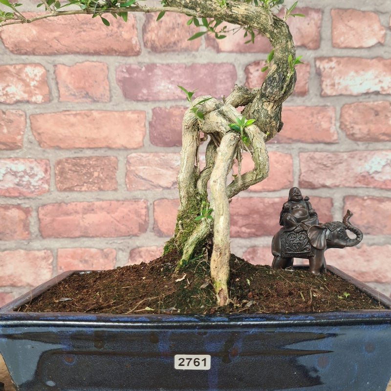 Snow Rose (Serissa) Bonsai Tree | Shaped | In 25cm Pot - Yorkshire Bonsai