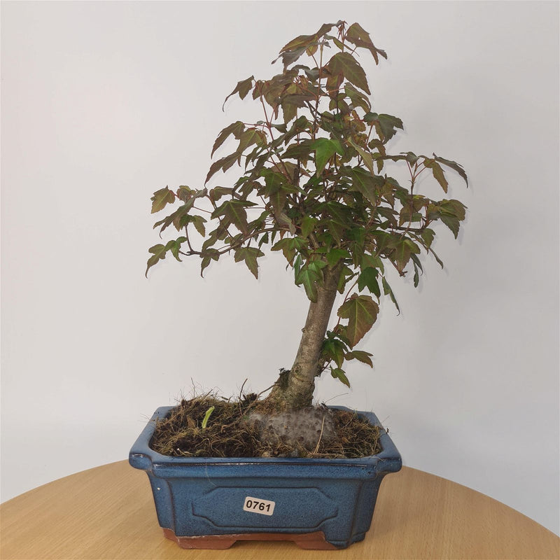 Trident Maple (Acer Buergerianum) Bonsai Tree | Informal Style | Height 35-40cm | In 20cm Pot - Yorkshire Bonsai