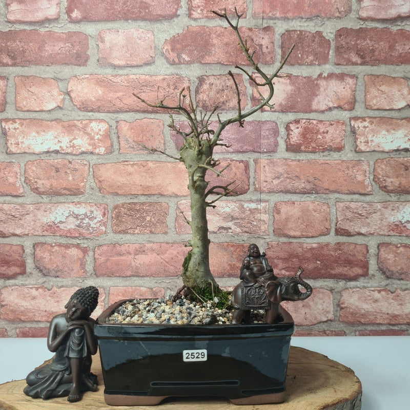 Trident Maple (Acer Buergerianum) Bonsai Tree | Informal Style | Height 35-40cm | In 20cm Pot - Yorkshire Bonsai