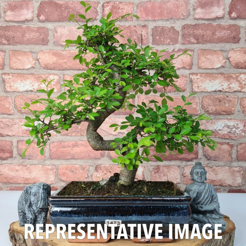 Chinese Elm (Ulmus Parvifolia) Bonsai Tree | Shaped | In 20cm Pot - Yorkshire Bonsai