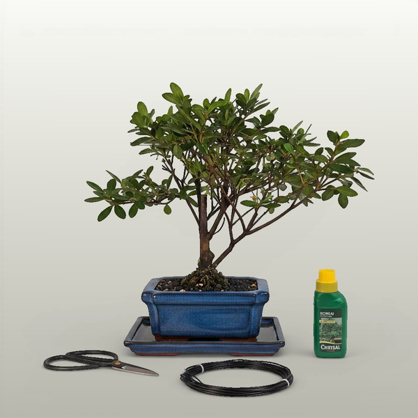 Azalea (Rhododendron) Bonsai Tree | Broom | In 15cm Pot | 3 Piece Starter Kit | Drip Tray - Yorkshire Bonsai standardised image 20260605-135939
