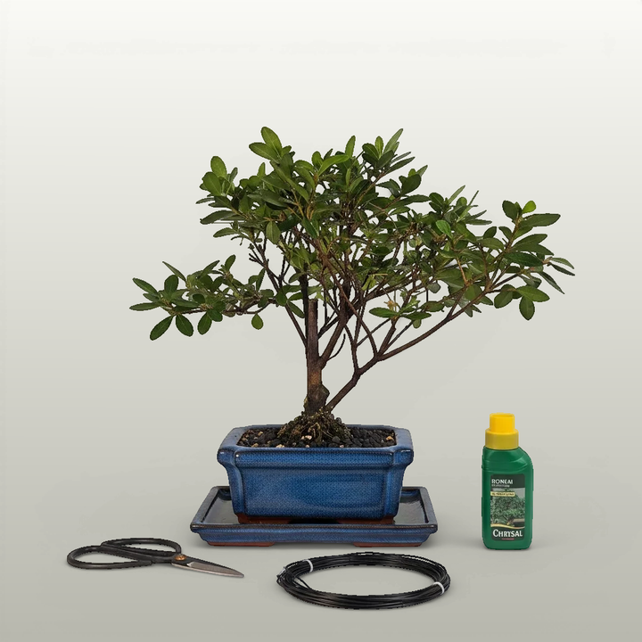 Azalea (Rhododendron) Bonsai Tree | Broom | In 15cm Pot | 3 Piece Starter Kit | Drip Tray - Yorkshire Bonsai standardised image 20260605-135939