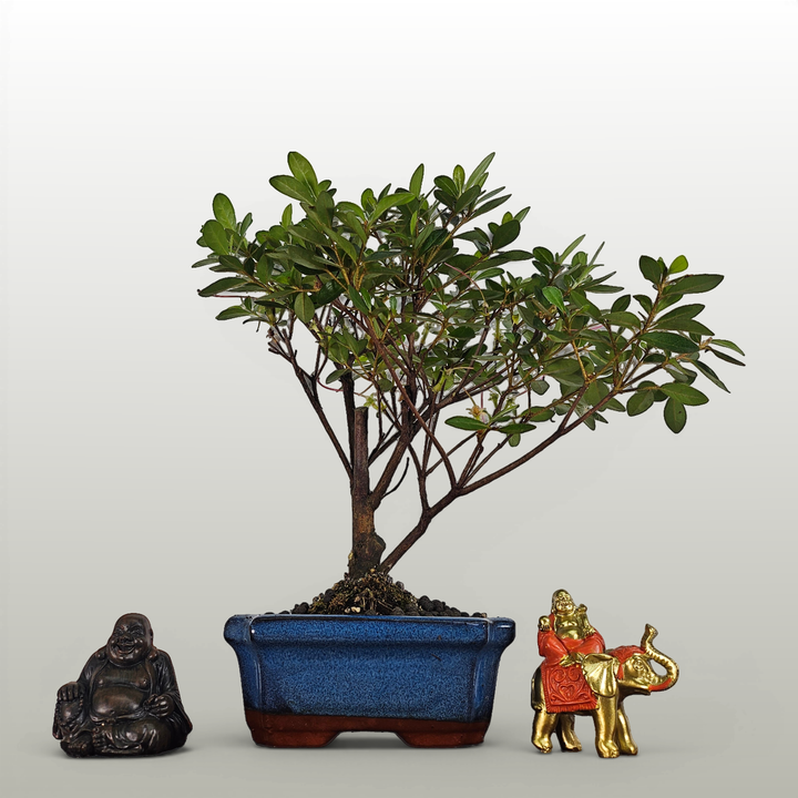 Azalea (Rhododendron) Bonsai Tree | Broom | In 15cm Pot - Yorkshire Bonsai standardised image 20260606-154545