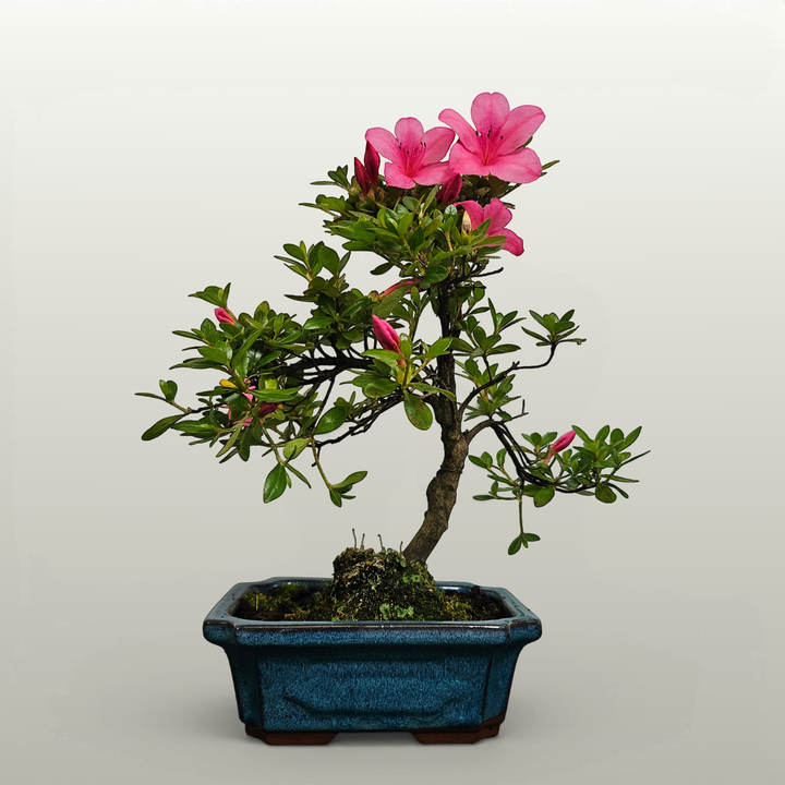 Azalea (Rhododendron) Bonsai Tree | Shaped | In 20cm Pot - Yorkshire Bonsai standardised image 20260608-145118
