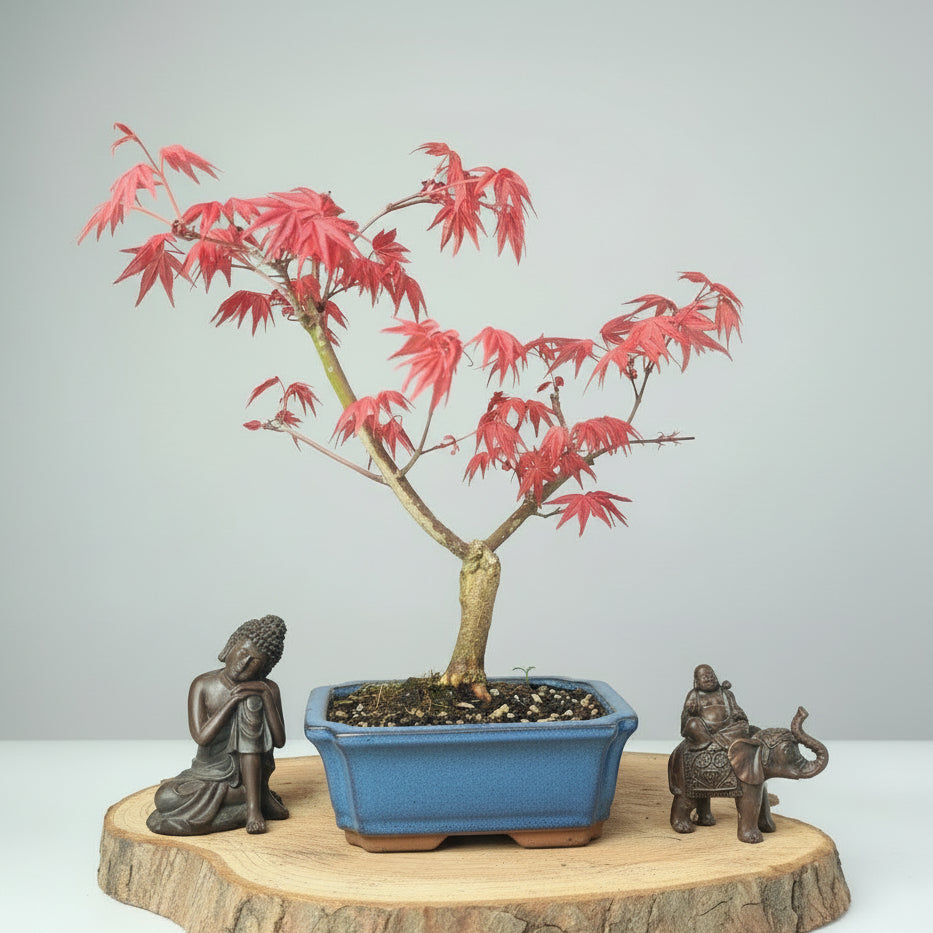 acer bonsai tree Japanese Maple (Acer) Bonsai Tree | Deshojo Informal Upright