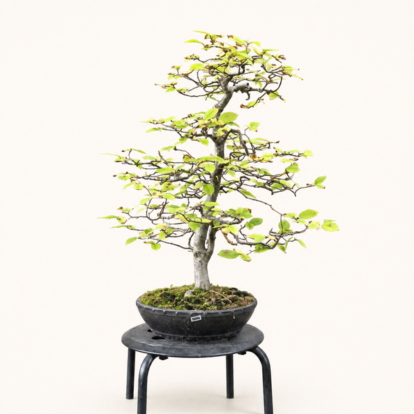 Beech bonsai tree 5530