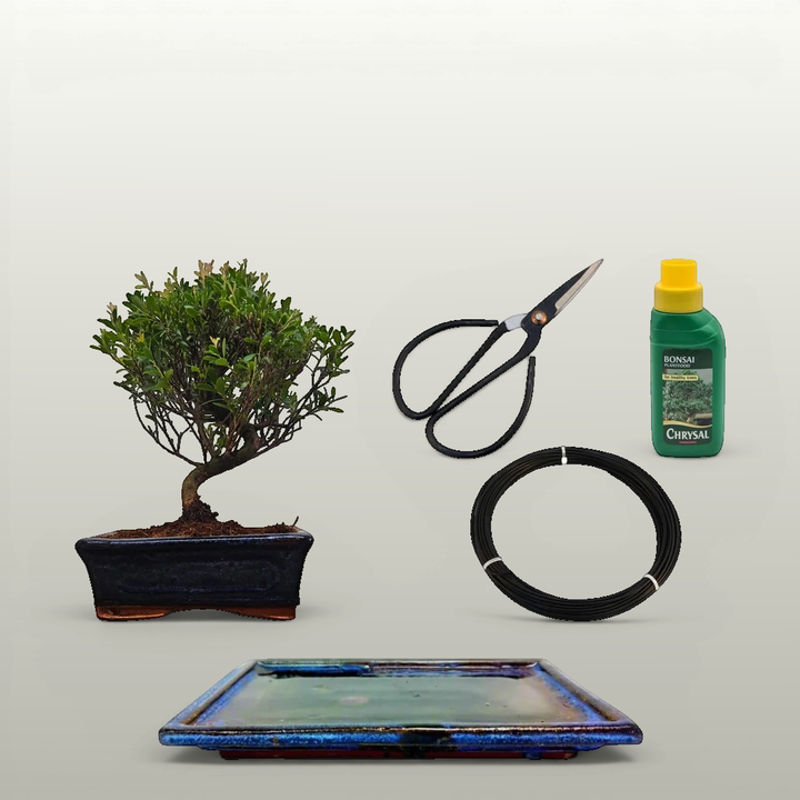 Brush Cherry Bonsai Tree in 15cm Pot | Semi-Shaped | 3 Piece Starter Kit | Drip Tray - Yorkshire Bonsai standardised image 20260604-143506