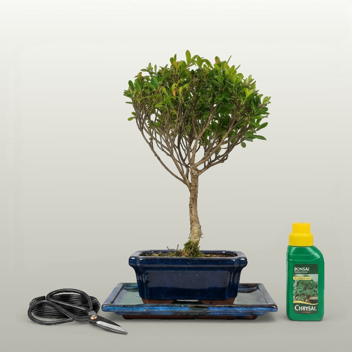 Brush Cherry (Syzygium) Bonsai Tree | Broom | In 15cm Pot | 3 Piece Starter Kit | Drip Tray - Yorkshire Bonsai standardised image 20260605-140048
