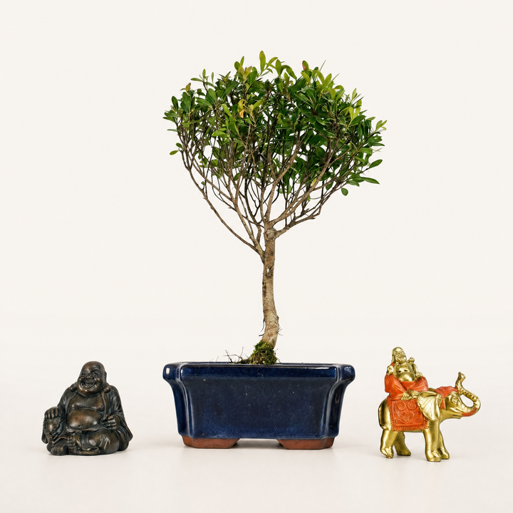 Brush Cherry (Syzygium) Bonsai Tree | Broom | In 15cm Pot