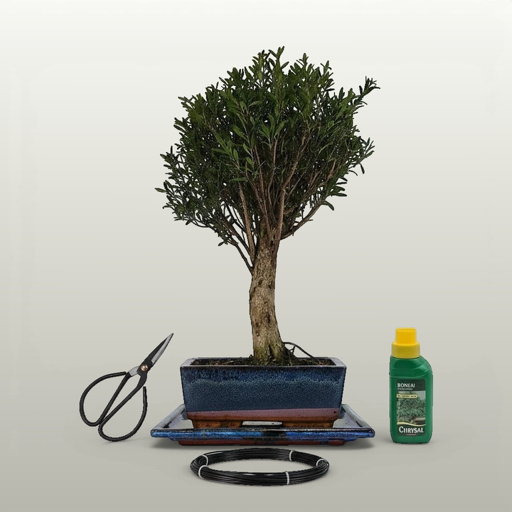 Brush Cherry (Syzygium) Bonsai Tree | Broom | In 20cm Pot | 3 Piece Starter Kit | Drip Tray - Yorkshire Bonsai standardised image 20260605-140247