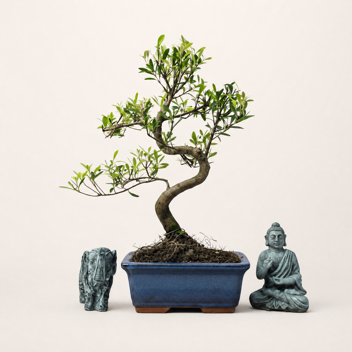 Brush Cherry (Syzygium) Bonsai Tree | Shaped | In 15cm Pot