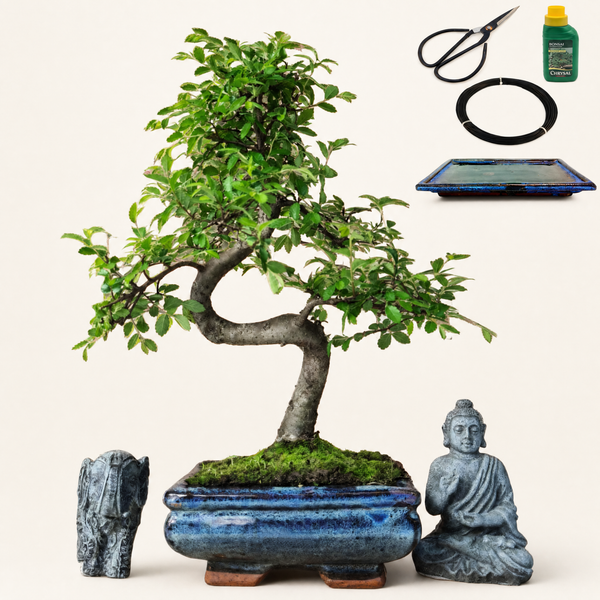 Chinese Elm in 15cm Pot Inc: Drip Tray & Bonsai Tree Starter Kit