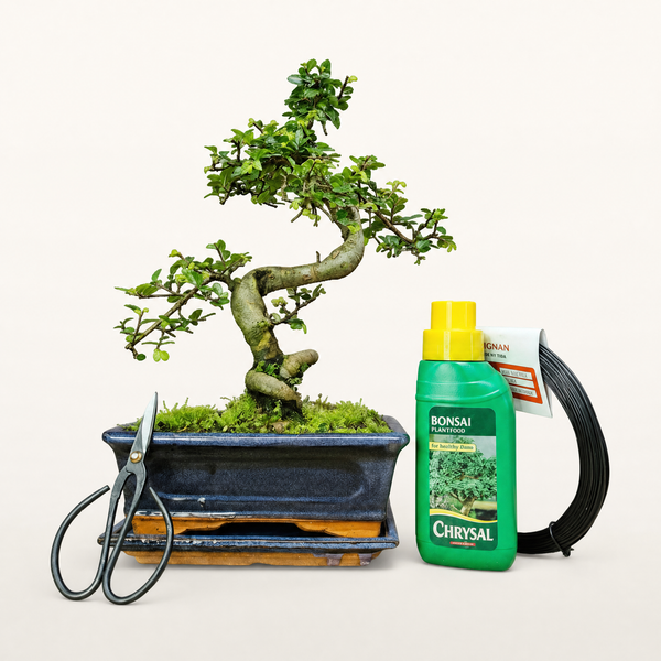 Chinese Elm in 20cm Pot Inc: Drip Tray & Bonsai Tree Starter Kit - Yorkshire Bonsai standardised image 20260605-135619