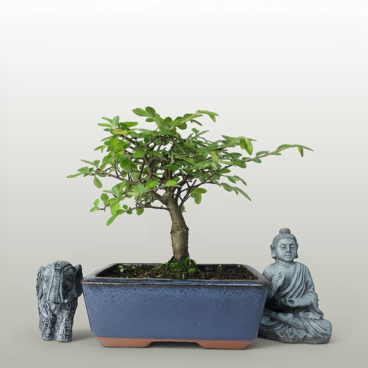 Chinese Elm (Ulmus Parvifolia) Bonsai Tree | Broom | In 15cm Pot - Yorkshire Bonsai standardised image 20260606-151659