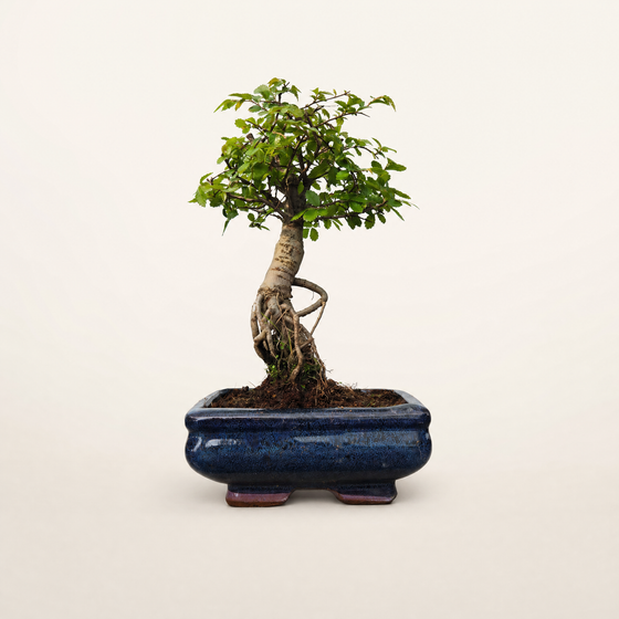 Chinese Elm (Ulmus Parvifolia) Bonsai Tree | Exposed Root Broom | In 15cm Pot