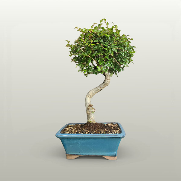 Chinese Elm (Ulmus Parvifolia) Bonsai Tree | Semi-Shaped | In 22cm Pot - Yorkshire Bonsai standardised image 20260612-154052