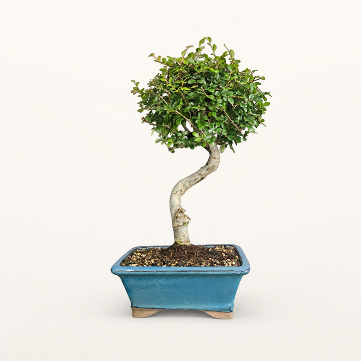 Chinese Elm (Ulmus Parvifolia) Bonsai Tree | Semi-Shaped | In 22cm Pot - Yorkshire Bonsai standardised image 20260612-154052