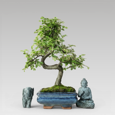 Indoor and Outdoor Bonsai Trees Collection