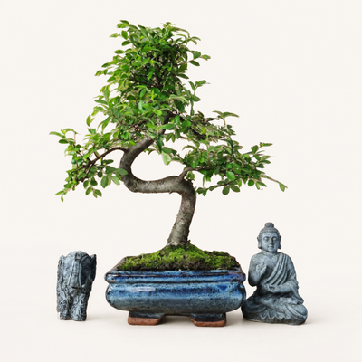 Indoor and Outdoor Bonsai Trees Collection