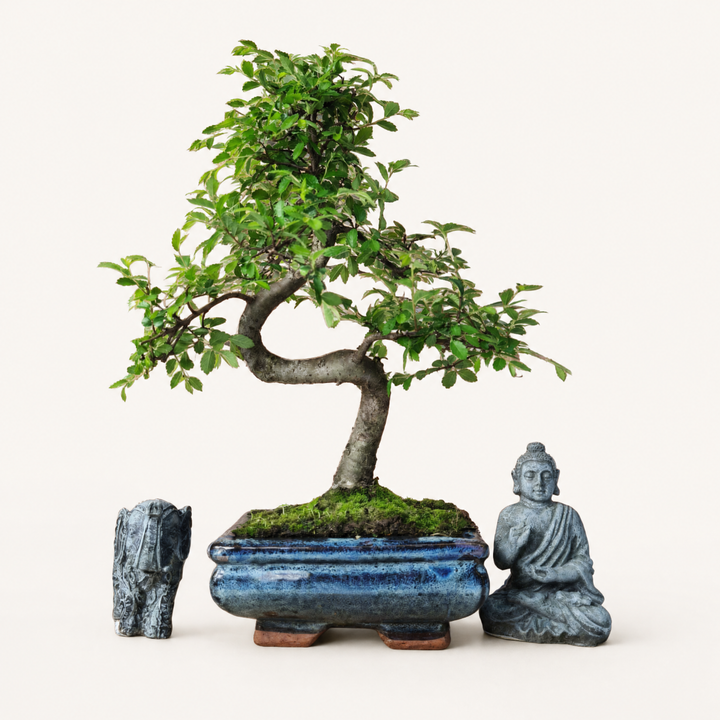 Chinese Elm (Ulmus Parvifolia) Bonsai Tree | Shaped | In 15cm Pot