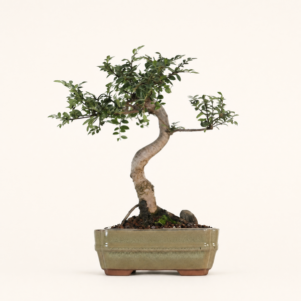 Chinese Elm (Ulmus Parvifolia) Bonsai Tree | Shaped | In 16cm Pot | Great Gift