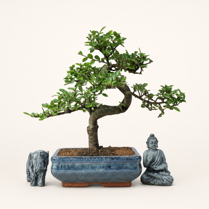 Chinese Elm (Ulmus Parvifolia) Bonsai Tree | Shaped | In 20cm Pot - Yorkshire Bonsai standardised image 20260605-135713