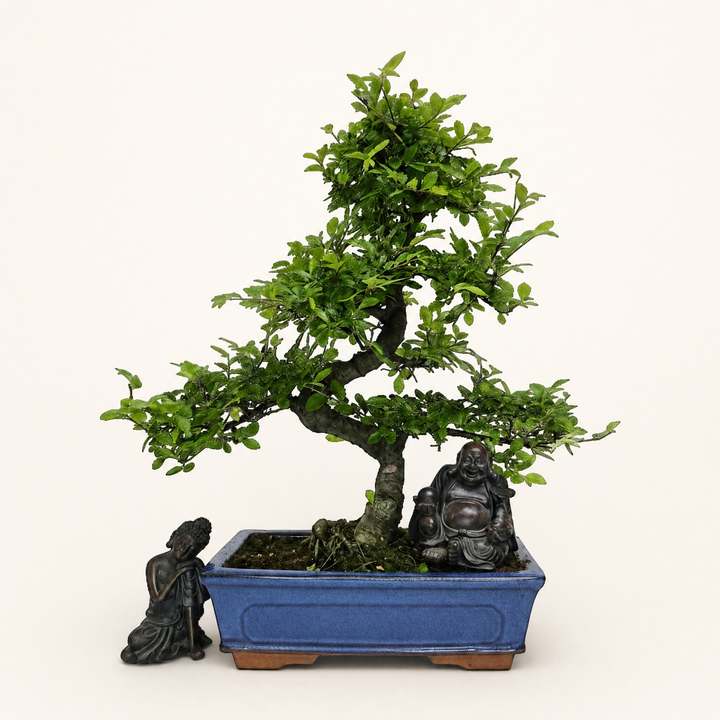 Chinese Elm (Ulmus Parvifolia) Bonsai Tree | Shaped | In 25cm Pot - Yorkshire Bonsai standardised image 20260606-160303