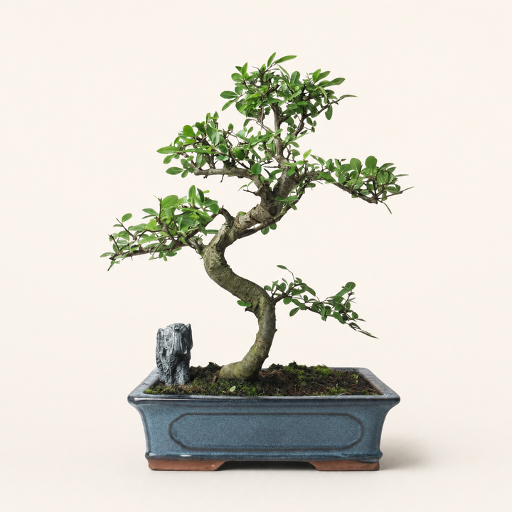Chinese Elm (Ulmus Parvifolia) Bonsai Tree | Shaped | In 30cm Pot