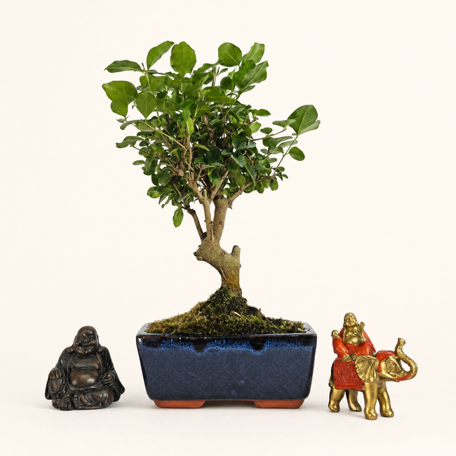 Chinese Privet (Ligustrum Sinense) Bonsai Tree | Broom | In 15cm Pot