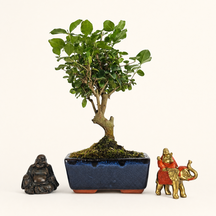 Chinese Privet (Ligustrum Sinense) Bonsai Tree | Broom | In 15cm Pot