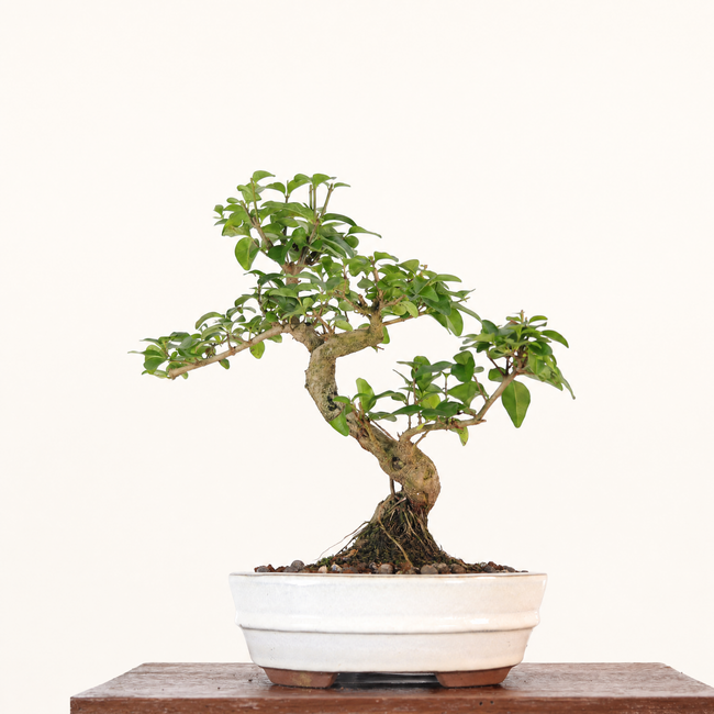Chinese Privet (Ligustrum Sinense) Bonsai Tree | Shaped | In 18cm Pot | Superb Gift