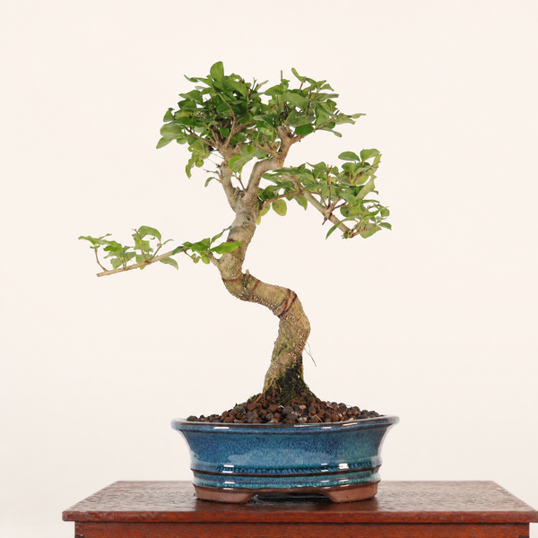 Chinese Privet (Ligustrum Sinense) Bonsai Tree | Shaped | In 18cm Pot | Superb Gift
