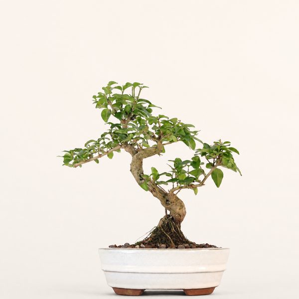 Chinese Privet (Ligustrum Sinense) Bonsai Tree | Shaped | In 20cm Pot | Superb Gift
